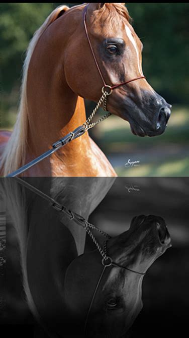 rojo arabian horse breeders.